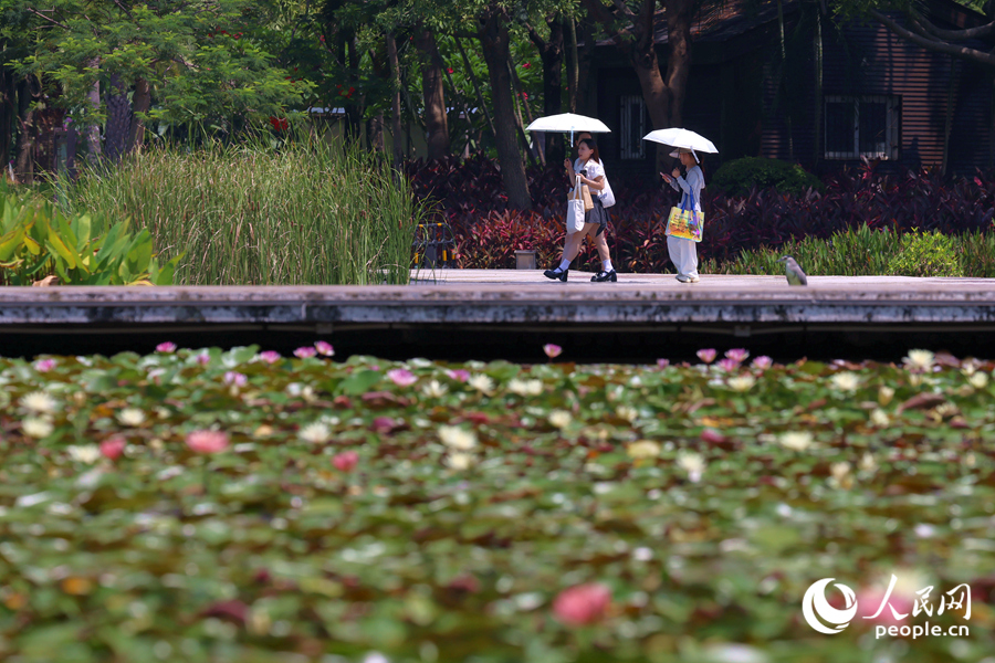 市民游客漫步于莲池廊道。人民网记者 陈博摄 市民游客漫步于莲池廊道。人民网记者 陈博摄