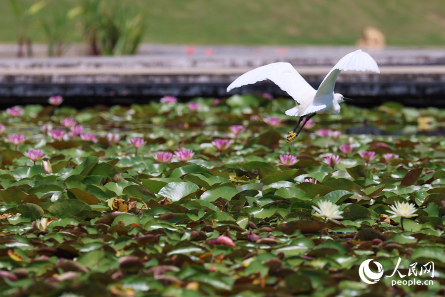 彩莲满塘鹭鸟飞。人民网记者 陈博摄 彩莲满塘鹭鸟飞。人民网记者 陈博摄
