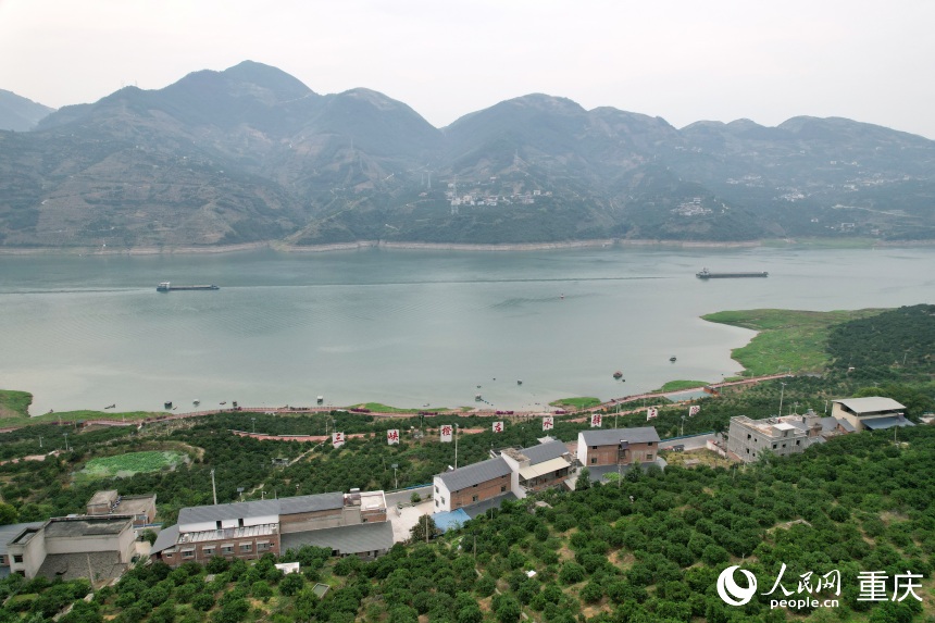三沱村正以“三峡橙庄”建设为契机,描绘乡村振兴新图景。人民网记者 刘政宁摄