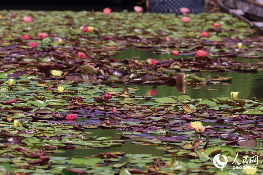 藏在繁花深处的3朵双色睡莲。人民网记者 陈博摄 藏在繁花深处的3朵双色睡莲。人民网记者 陈博摄