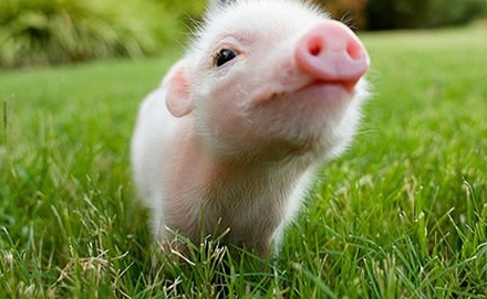 小猪靠两条前腿行走 行动十分灵活-忻州在线 忻