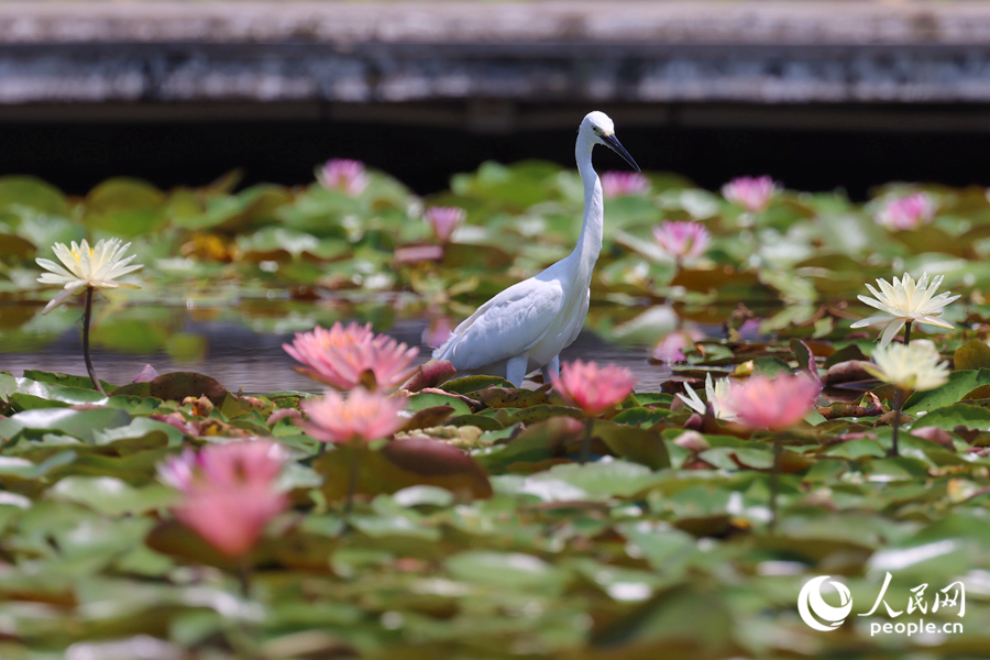 白鹭在睡莲盛开的池塘中流连。人民网记者 陈博摄 白鹭在睡莲盛开的池塘中流连。人民网记者 陈博摄