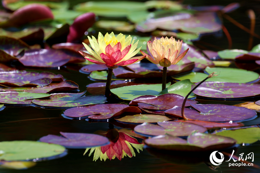 双色睡莲与翠绿的莲叶、清澈的池水相映成画。人民网记者 陈博摄 双色睡莲与翠绿的莲叶、清澈的池水相映成画。人民网记者 陈博摄