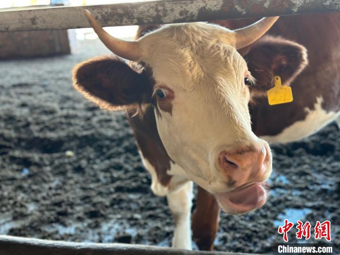 山西返乡牛倌“犇”富记：情系桑梓带富乡邻