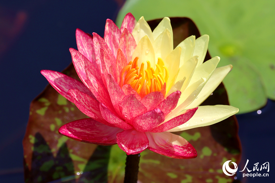 厦门海湾公园中,双色睡莲娇艳欲滴。人民网记者 陈博摄 厦门海湾公园中,双色睡莲娇艳欲滴。人民网记者 陈博摄