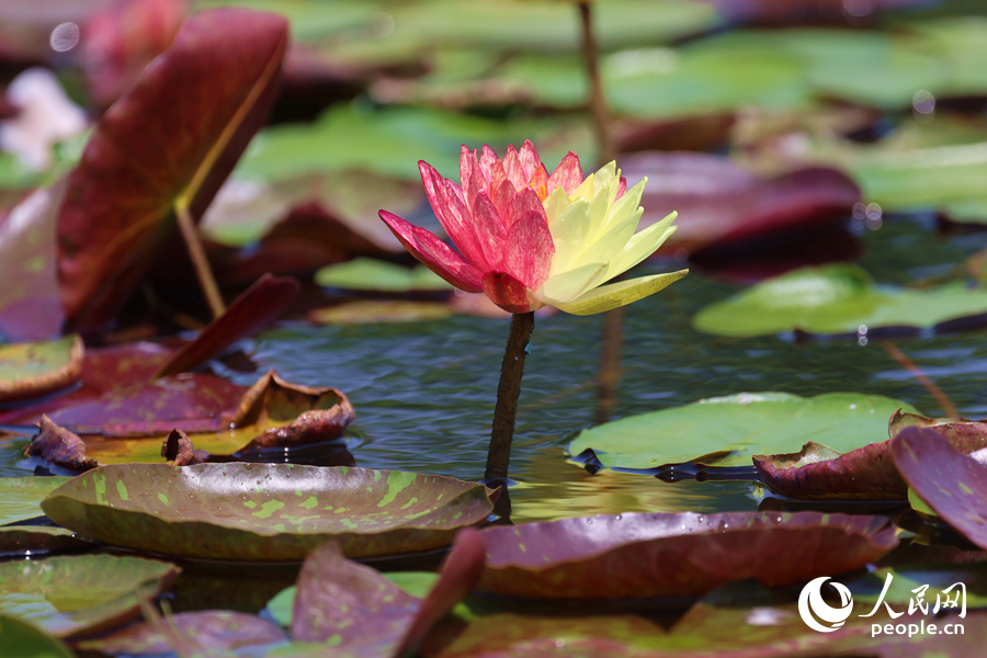 亭亭玉立于水中央的双色睡莲。人民网记者 陈博摄 亭亭玉立于水中央的双色睡莲。人民网记者 陈博摄