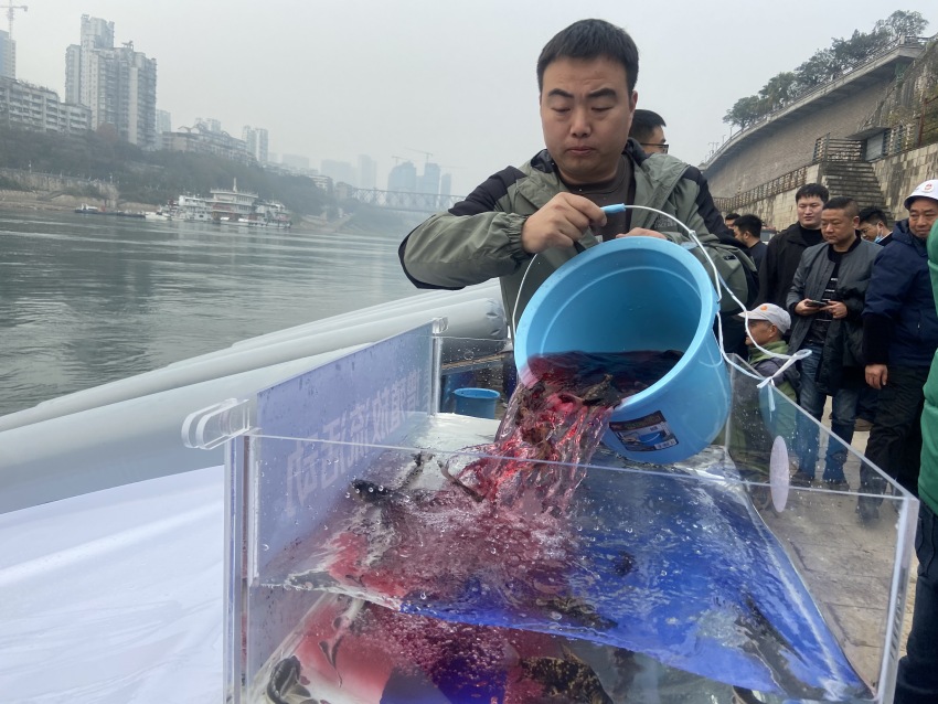 放流活动现场。宜宾市广播电视台供图