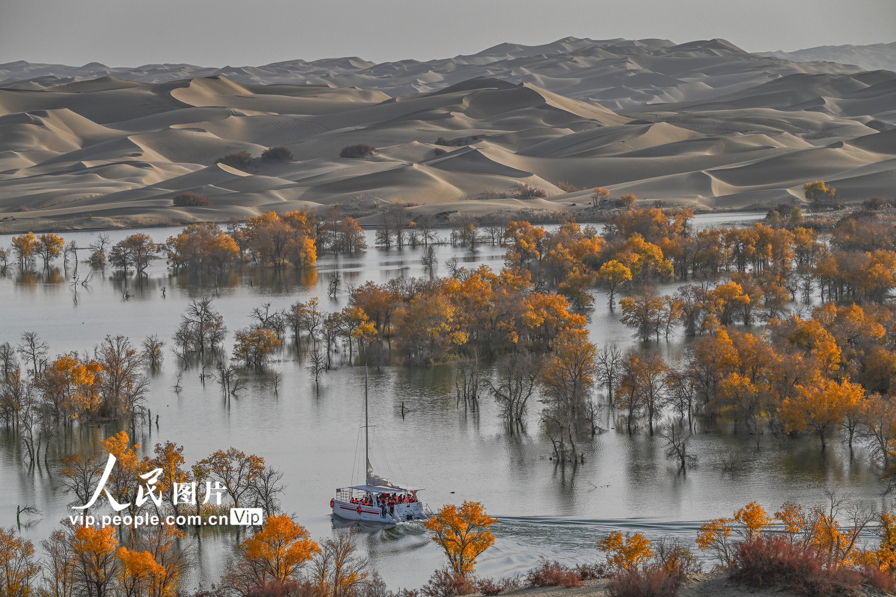 新疆尉犁：大漠胡杨醉游人