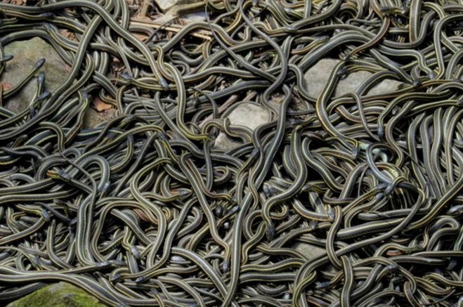 滥成灾,当地专家建议全部售给中国游客-忻州在