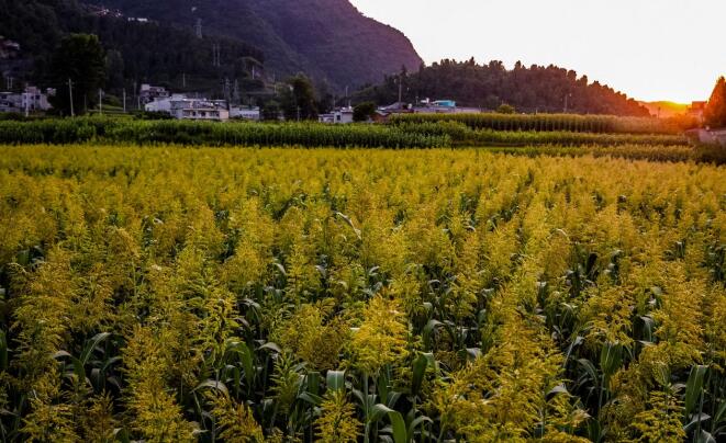 打造乡村振兴齐鲁样板 《对话》特别节目齐探山东密码 打造乡村振兴齐鲁样板 《对话》特别节目齐探山东密码