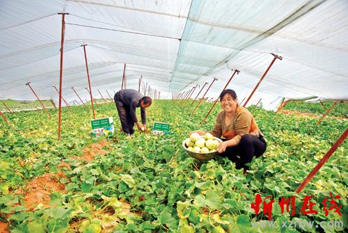 忻府区北义井村香瓜上市-忻州在线 忻州新闻 忻