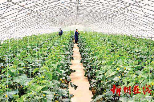 繁峙创建万亩现代有机农业示范园区-忻州在线