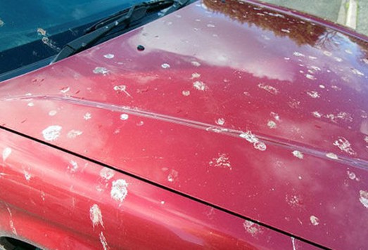 英小城遭群鸟入侵 鸟粪四溅需打伞-忻州在线 忻