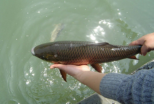 放生与禅修-忻州在线 忻州新闻 忻州日报网 忻