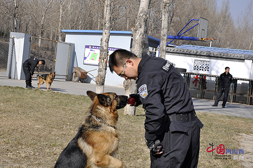 中国公安部四大警犬训练基地分别在哪里?