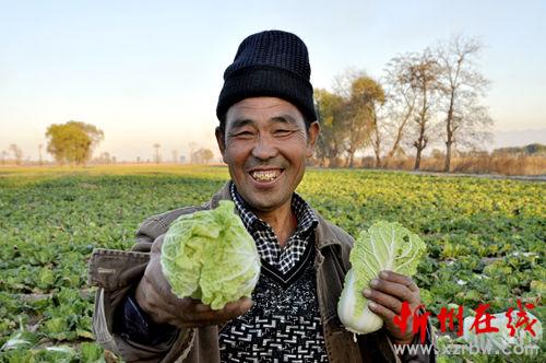 忻州娃娃菜种植基地-忻州在线 忻州新闻 忻州日