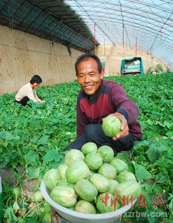 忻府区部落村甜瓜五一节前开园上市-忻州在线