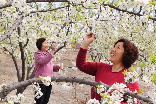 原平市新原乡新华街村民李子树下授粉忙
