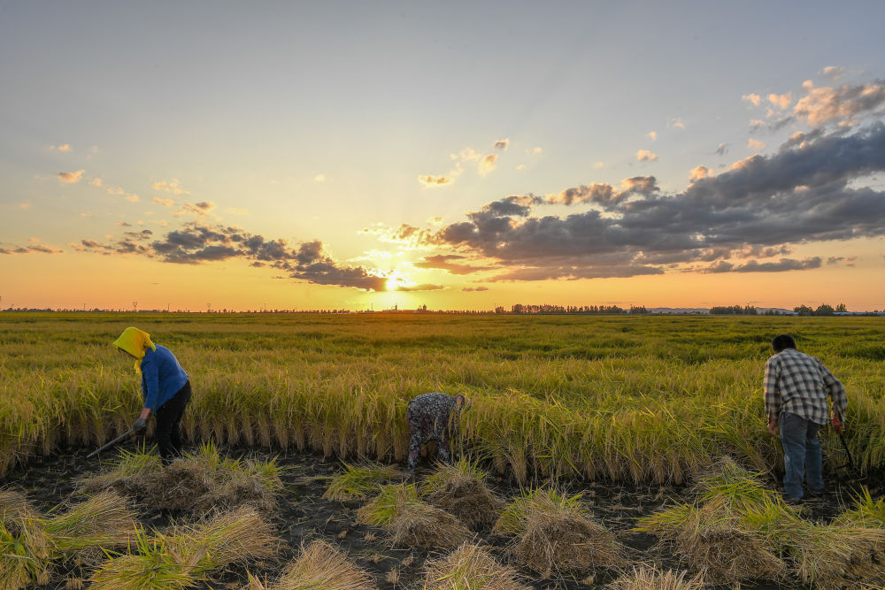 农民在吉林省吉林市永吉县万昌镇花家村收割水稻(2023年9月12日摄)。新华社记者 张楠 摄 农民在吉林省吉林市永吉县万昌镇花家村收割水稻(2023年9月12日摄)。新华社记者 张楠 摄