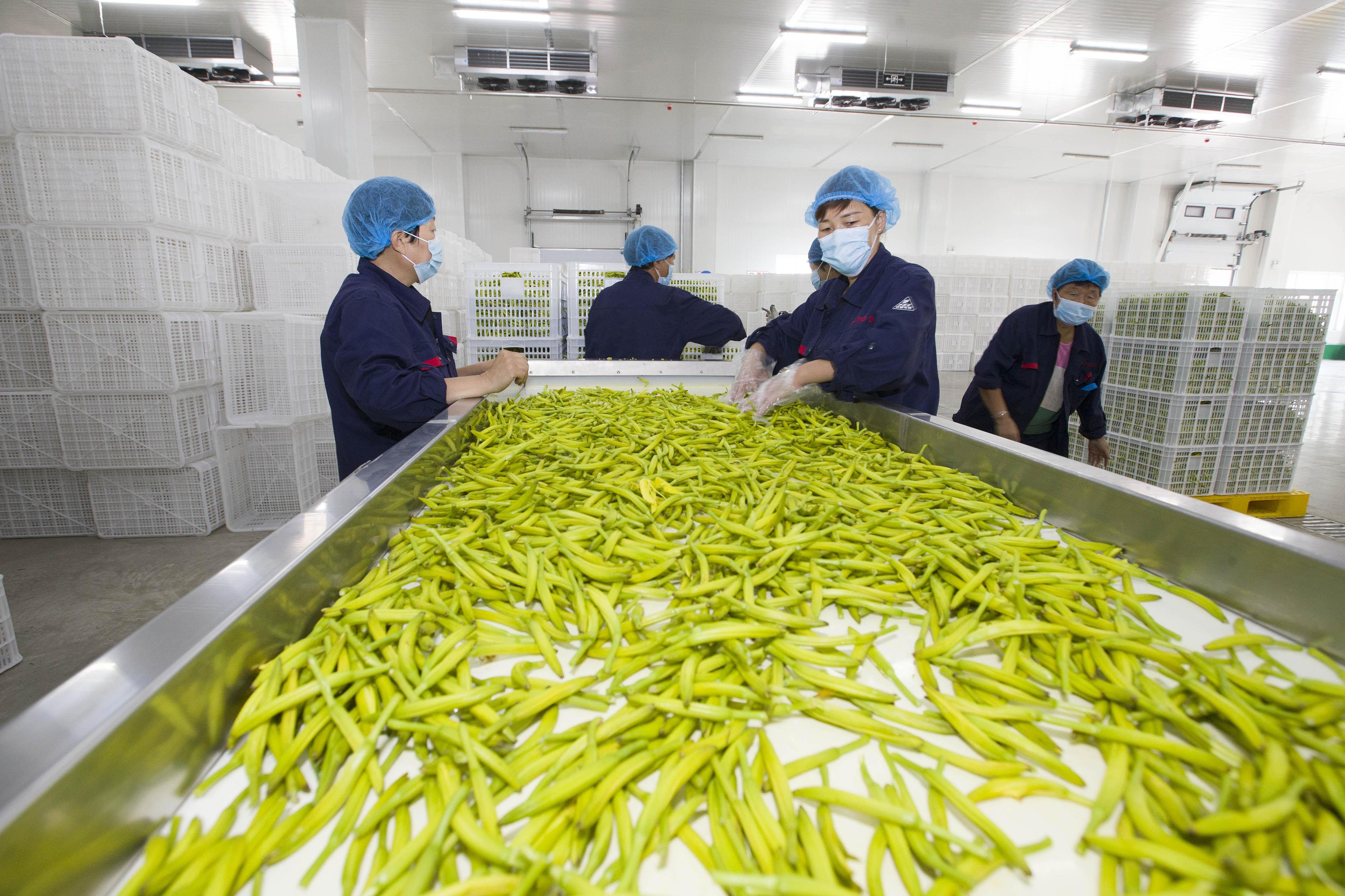 山西大同:黄花加工企业工人正在烘干黄花 山西大同:黄花加工企业工人正在烘干黄花