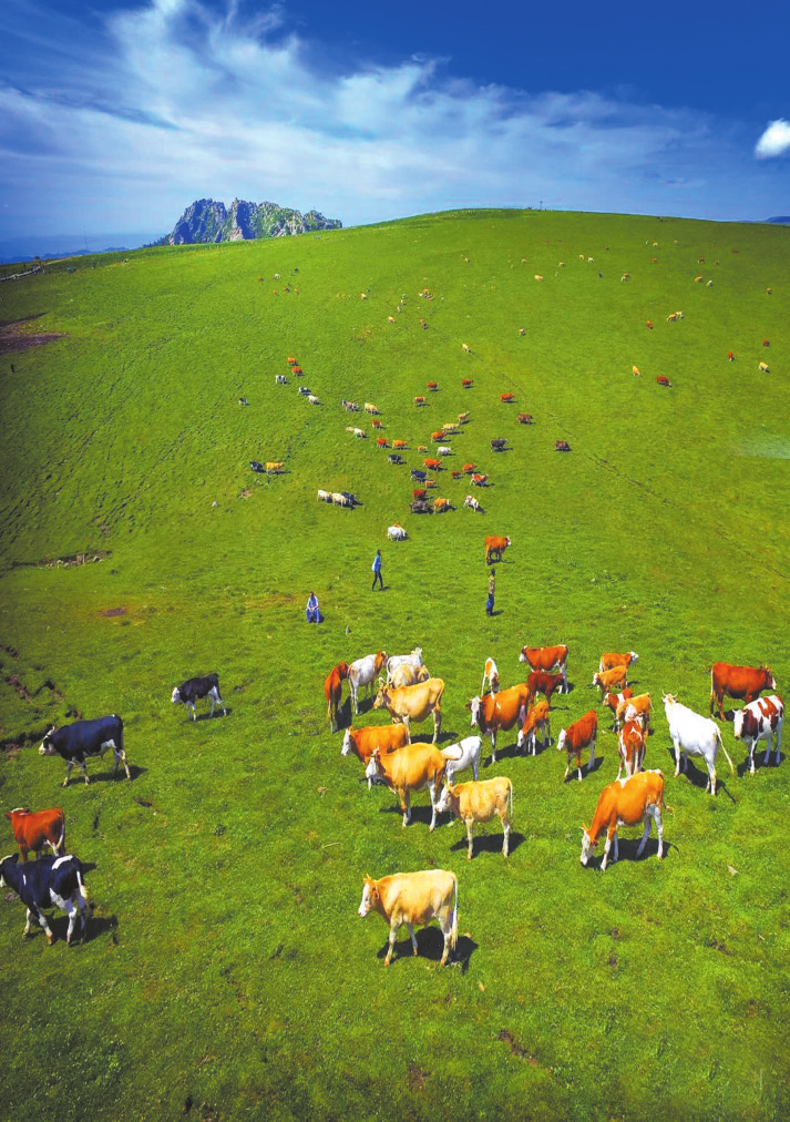 马仑草原风光迷人