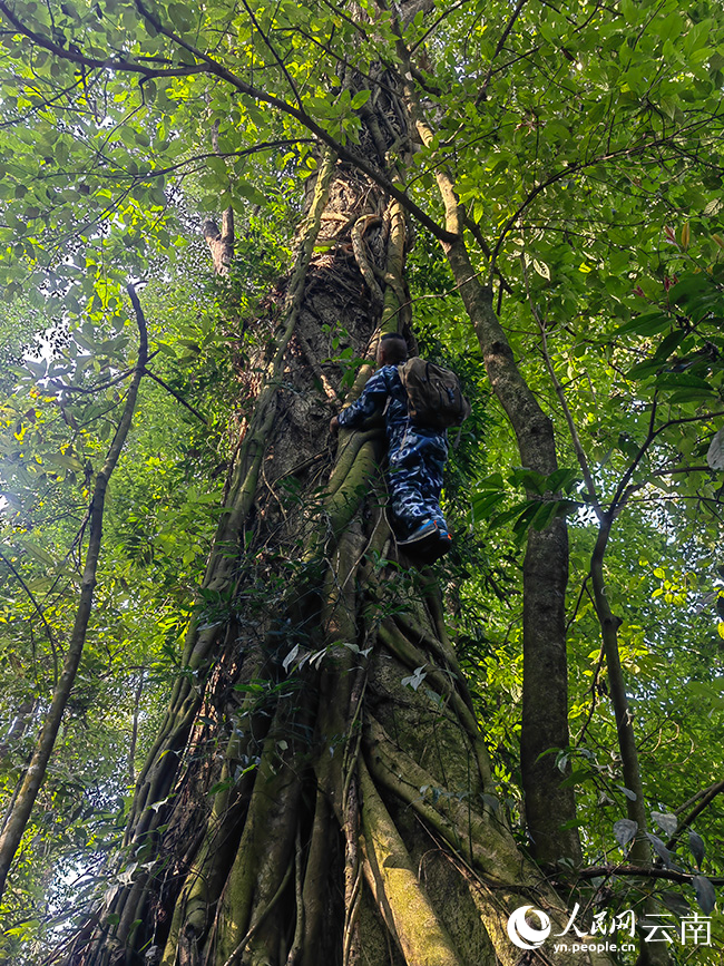 在芒市发现的树高超20米的壮丽含笑。闫茂林摄