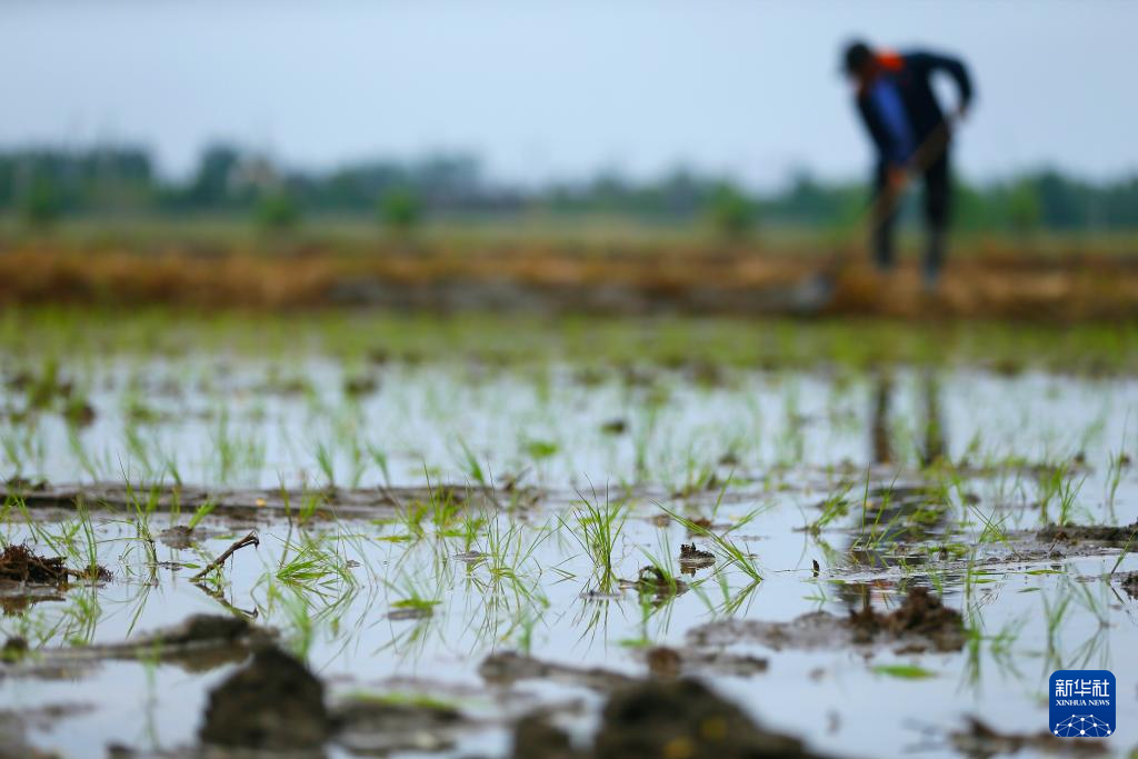 "三夏"插秧忙