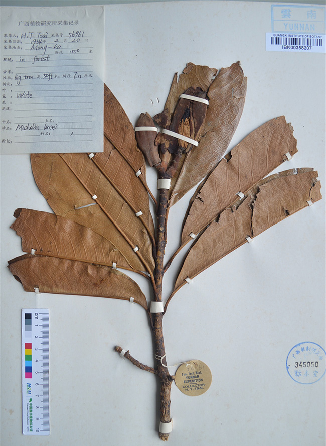 【1】1934年由蔡希陶采于芒市（原名潞西）勐戛的标本。中国数字植物标本馆供图