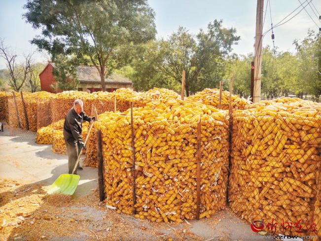 定襄县河边镇村民晾晒玉米