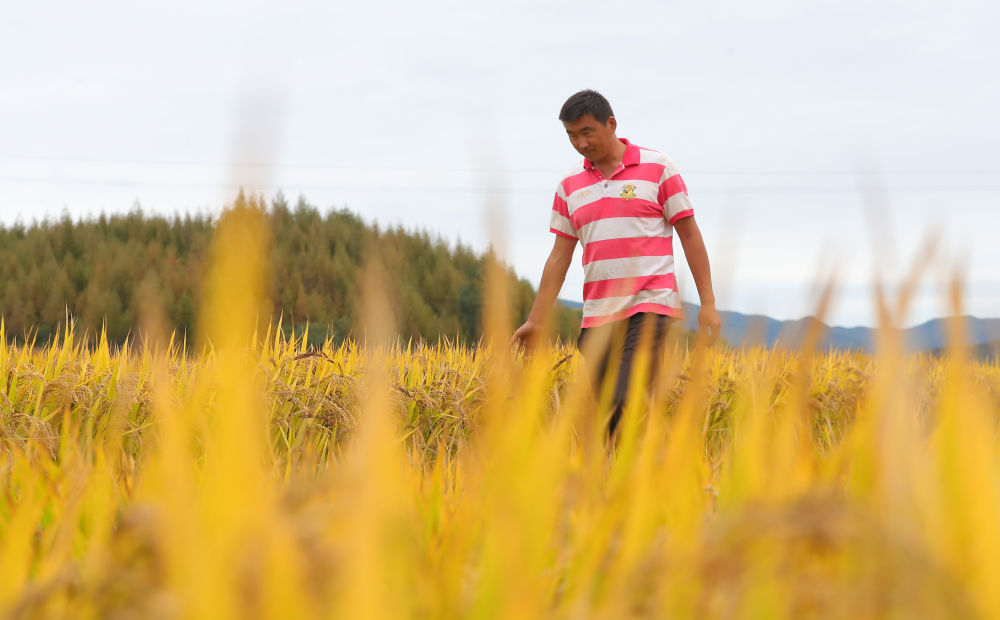在辽宁省抚顺市新宾满族自治县新宾镇的水稻田里,农民丁辉查看水稻成熟情况(2023年9月25日摄)。新华社记者 杨青 摄 在辽宁省抚顺市新宾满族自治县新宾镇的水稻田里,农民丁辉查看水稻成熟情况(2023年9月25日摄)。新华社记者 杨青 摄
