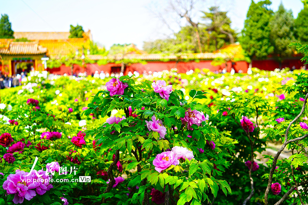 北京：景山公园牡丹进入最佳观赏期