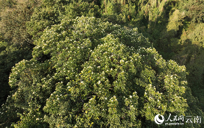 在芒市发现的这株壮丽含笑开满了硕大洁白的花朵。孟曦-摄