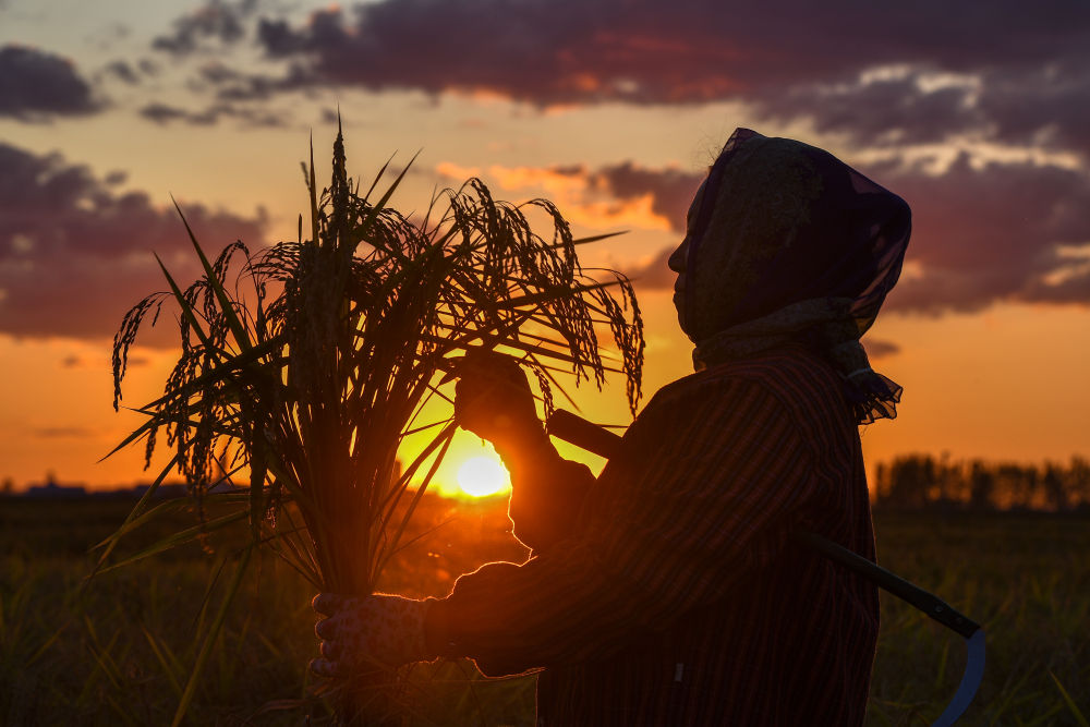 农民在吉林省吉林市永吉县万昌镇花家村收割水稻(2023年9月12日摄)。新华社记者 张楠 摄 农民在吉林省吉林市永吉县万昌镇花家村收割水稻(2023年9月12日摄)。新华社记者 张楠 摄