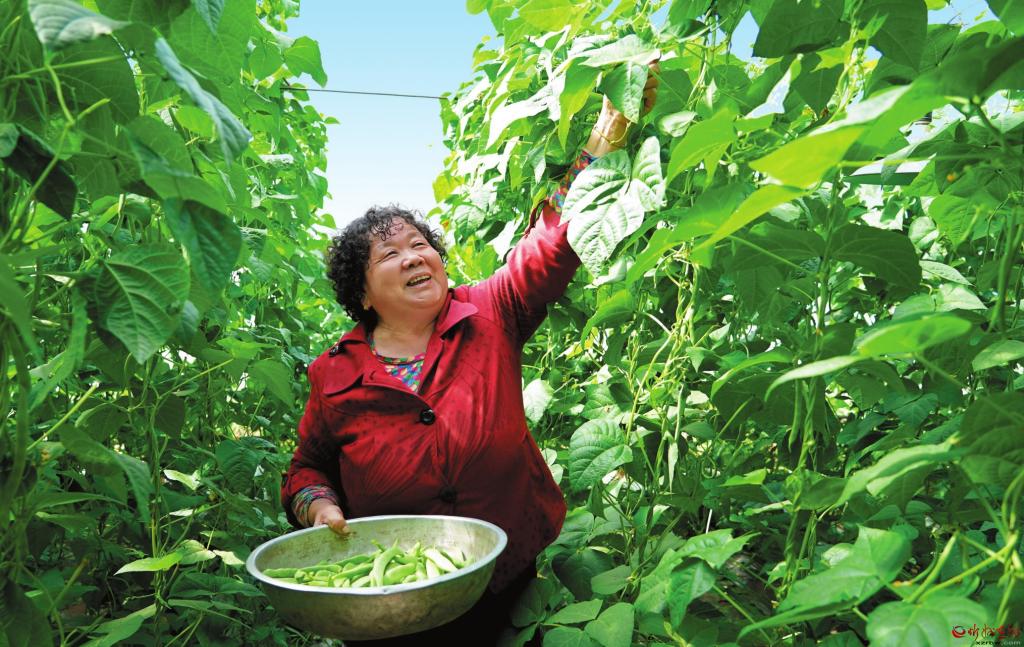 豆角"鲜"上市 菜农采收忙