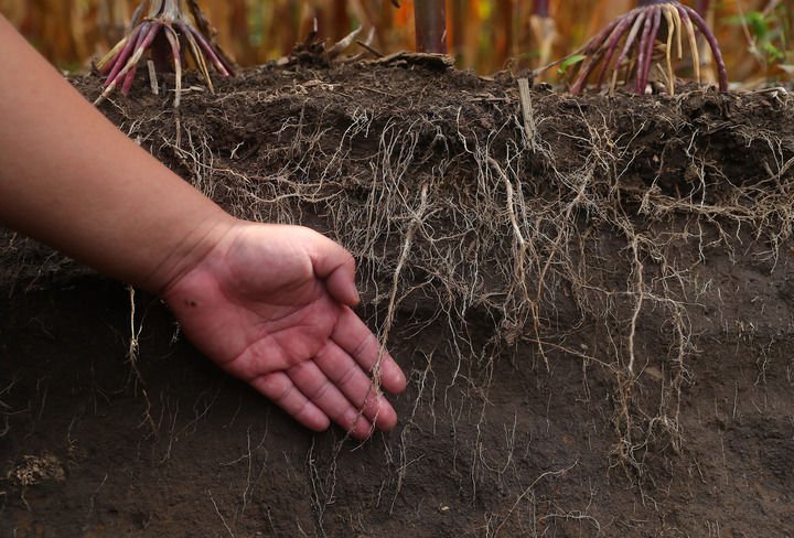 在辽宁省铁岭县蔡牛镇,张庄玉米合作社的农民向外地农民介绍黑土地保护和玉米秸秆还田情况(2023年9月26日摄)。新华社记者 杨青 摄