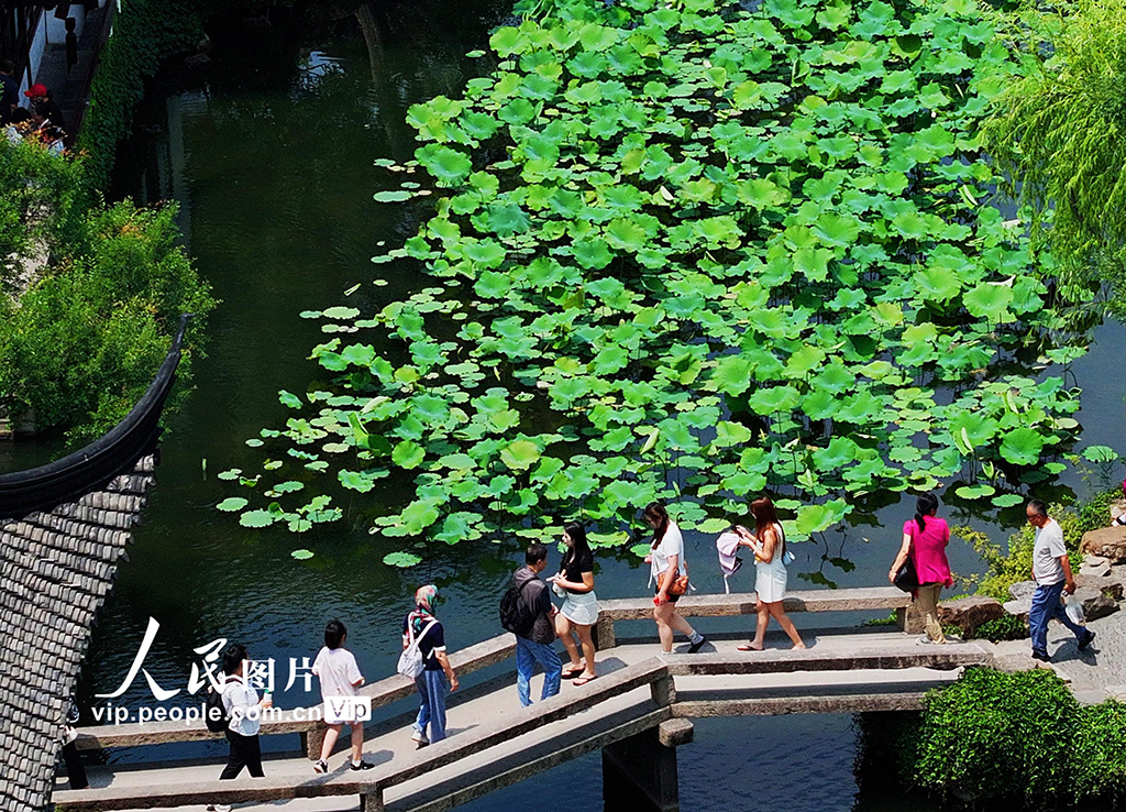 江苏苏州：拙政园夏荷叠翠享清凉
