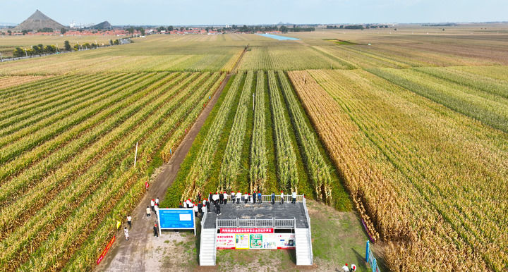 在辽宁省铁岭县蔡牛镇,外地农民到张庄玉米合作社的大田里学习玉米选种和栽种技术(2023年9月26日摄,无人机照片)。新华社记者 杨青 摄
