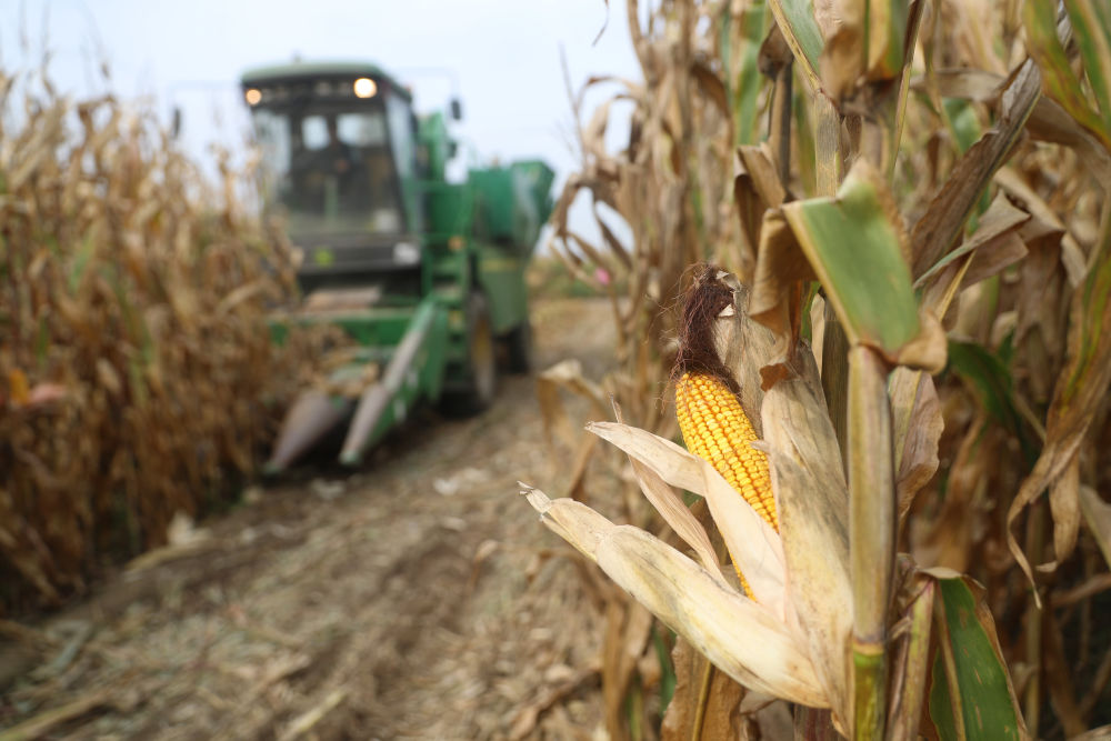 在辽宁省铁岭县蔡牛镇玉米田里,农民驾驶农机收割玉米(2023年9月26日摄)。新华社记者 杨青 摄 在辽宁省铁岭县蔡牛镇玉米田里,农民驾驶农机收割玉米(2023年9月26日摄)。新华社记者 杨青 摄