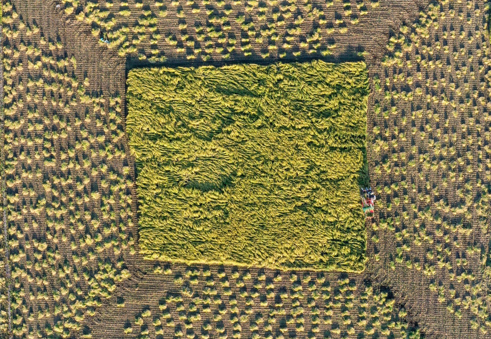 在吉林省舒兰市平安镇金星村,农民驾驶农机收割水稻(2023年9月21日摄,无人机照片)。新华社记者 张楠 摄 在吉林省舒兰市平安镇金星村,农民驾驶农机收割水稻(2023年9月21日摄,无人机照片)。新华社记者 张楠 摄