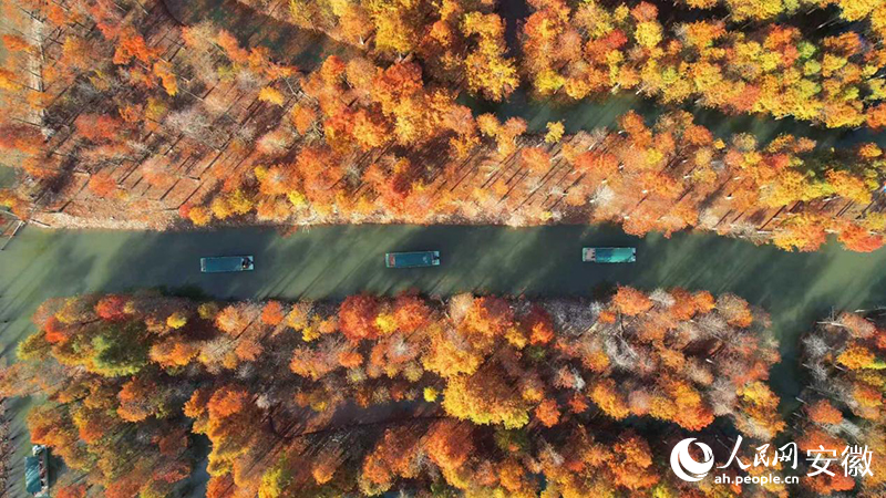 宁国落羽红杉林。人民网 郭昊摄